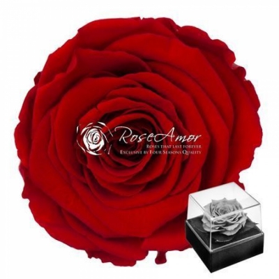 Stabilizovaná sametově červená růže v dárkové krabičce Exclusive