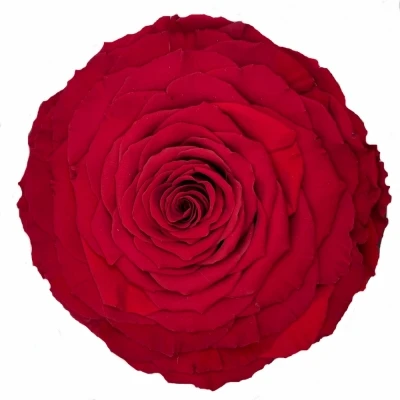 Stabilizovaná červená růže v krabičce XXL