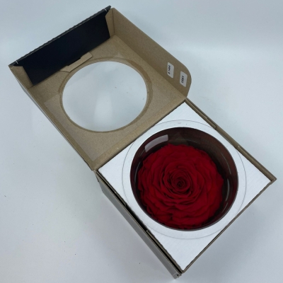 Stabilizovaná červená růže v krabičce XXL