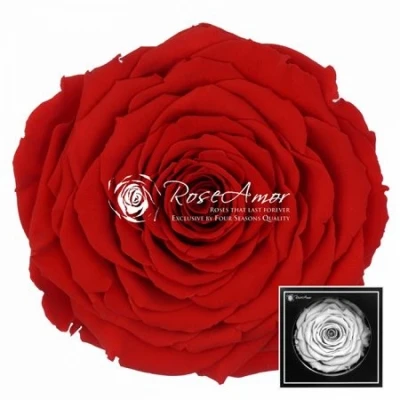 Stabilizovaná sametově červená růže v krabičce XXL