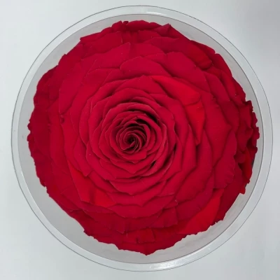 Stabilizovaná červená růže v krabičce XXL