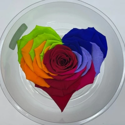 Stabilizovaná duhová růže tvaru srdce