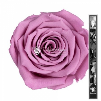 Stabilizovaná fialová růže na stonku 70cm