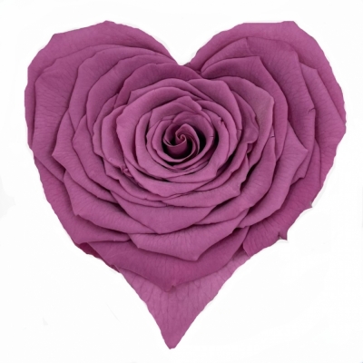 Stabilizovaná fialová růže tvaru srdce 4ks