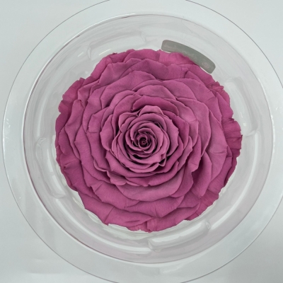 Stabilizovaná fialová růže v krabičce XXL