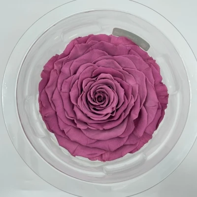 Stabilizovaná fialová růže v krabičce XXL