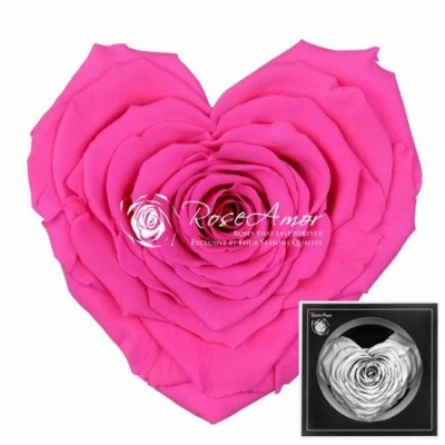 Stabilizovaná fuchsiová růže tvaru srdce
