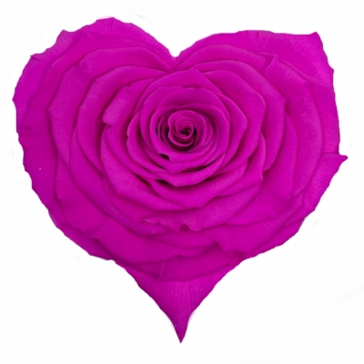 Stabilizovaná fuchsiová růže tvaru srdce