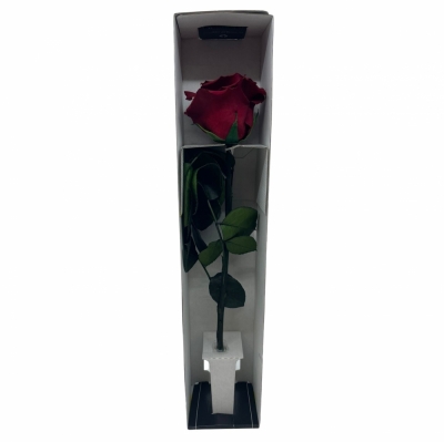 Stabilizovaná granátově červená růže na stonku 30cm