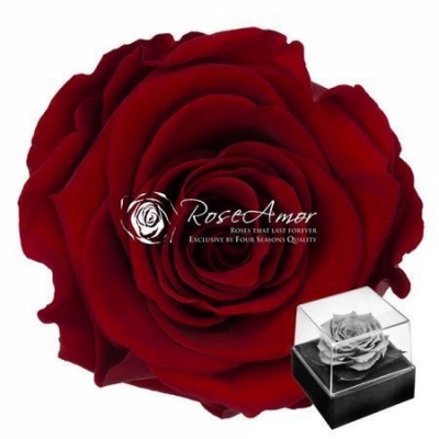 Stabilizovaná granátově červená růže v dárkové krabičce Exclusive