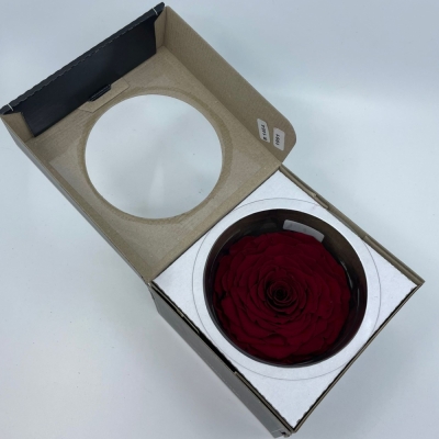 Stabilizovaná granátově červená růže v krabičce XXL