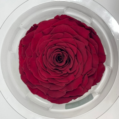 Stabilizovaná granátově červená růže v krabičce XXL