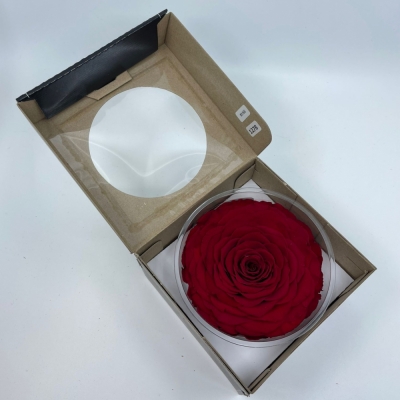 Stabilizovaná granátově červená růže Wayra v krabičce XXL