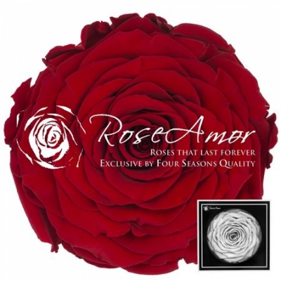 Stabilizovaná granátově červená růže Wayra v krabičce XXL