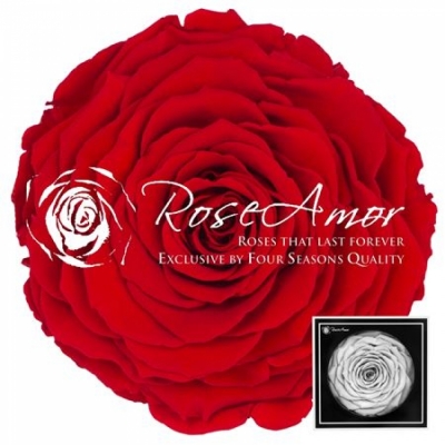 Stabilizovaná jasně červená růže Wayra v krabičce XXL
