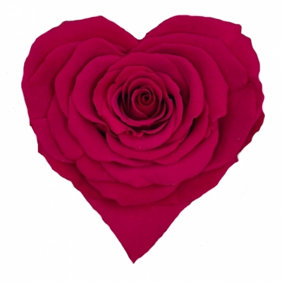 Stabilizovaná karmínově červená růže tvaru srdce 4ks
