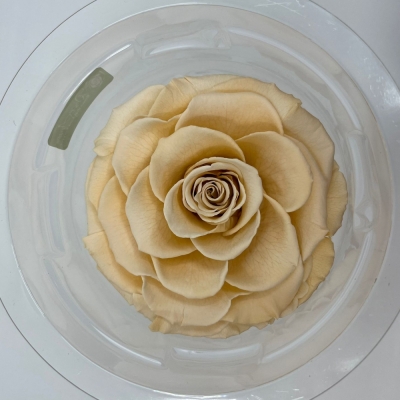 Stabilizovaná krémová růže plnokvětá v krabičce