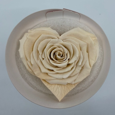 Stabilizovaná krémová růže tvaru srdce 4ks