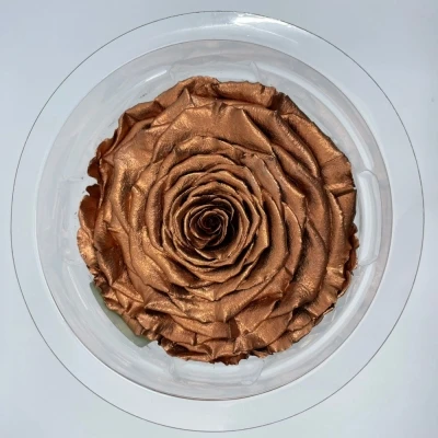 Stabilizovaná měděná růže v krabičce XXL