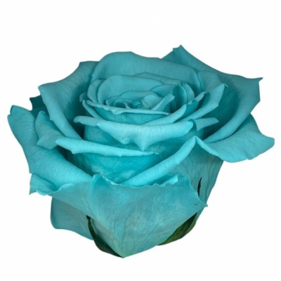 Stabilizovaná modrá růže na stonku 30cm