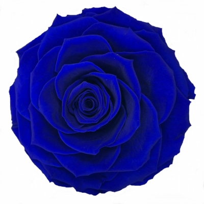 Stabilizovaná modrá růže plnokvětá v krabičce