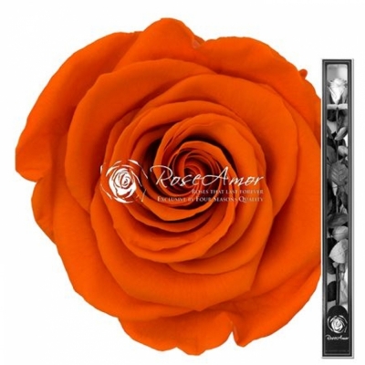 Stabilizovaná oranžová růže na stonku 70cm