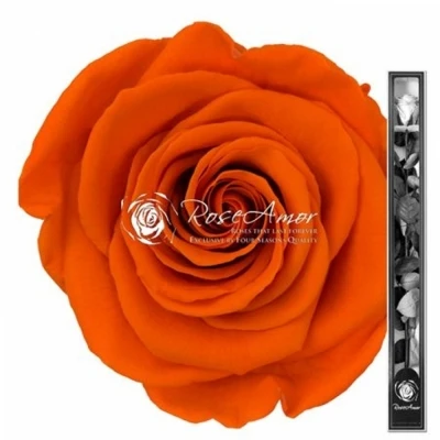 Stabilizovaná oranžová růže na stonku 70cm