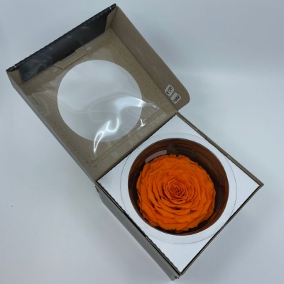 Stabilizovaná oranžová růže v krabičce XXL