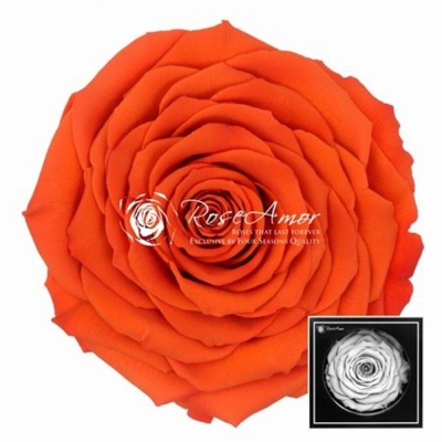 Stabilizovaná oranžová žíhaná růže v krabičce XXL