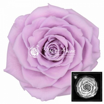 Stabilizovaná pastelově růžová růže plnokvětá v krabičce
