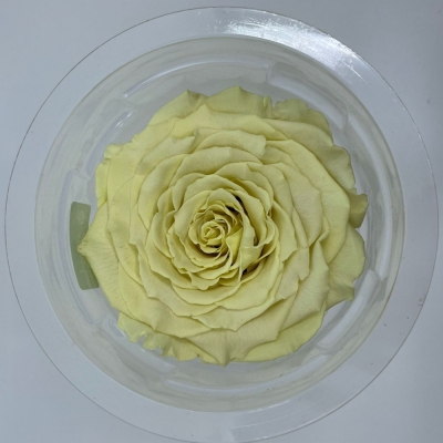 Stabilizovaná pastelově žlutá růže v krabičce XXL