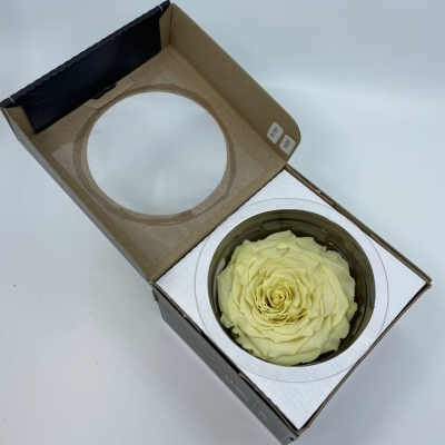 Stabilizovaná pastelově žlutá růže v krabičce XXL