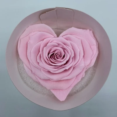 Stabilizovaná růžová růže tvaru srdce 4ks