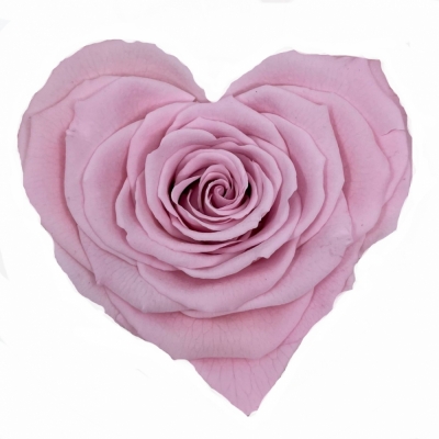 Stabilizovaná růžová růže tvaru srdce 4ks