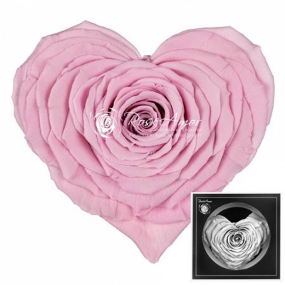 Stabilizovaná růžová růže tvaru srdce