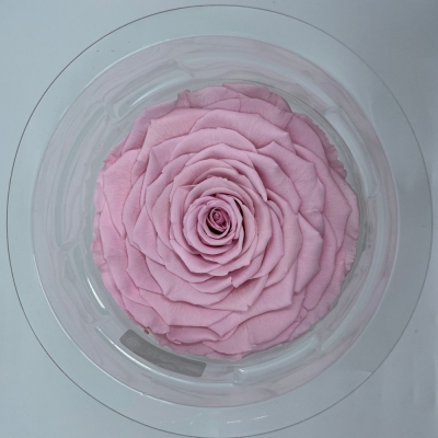 Stabilizovaná růžová růže v krabičce XXL
