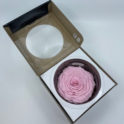 Stabilizovaná růžová růže v krabičce XXL