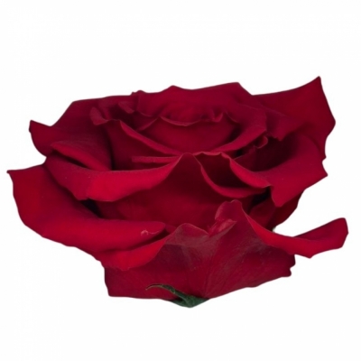 Stabilizovaná sametově červená růže na stonku 30cm