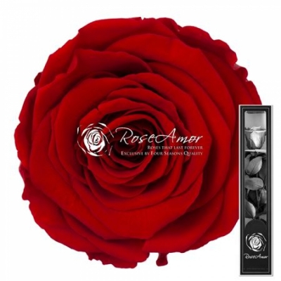 Stabilizovaná sametově červená růže na stonku 30 cm