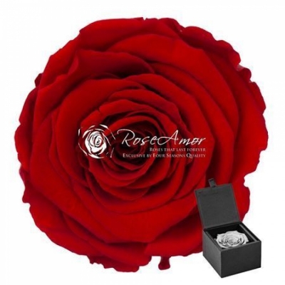 Stabilizovaná sametově červená růže v dárkové krabičce