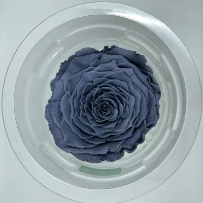 Stabilizovaná šedá růže v krabičce XXL