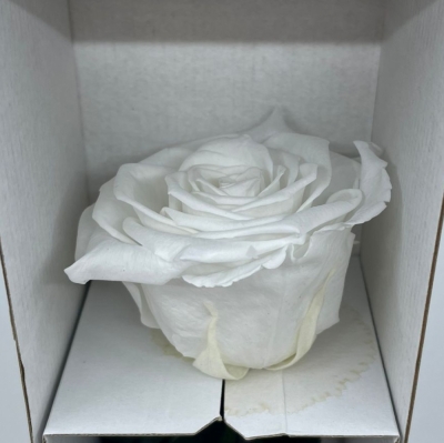 Stabilizovaná sněhově bílá růže na stonku 30cm
