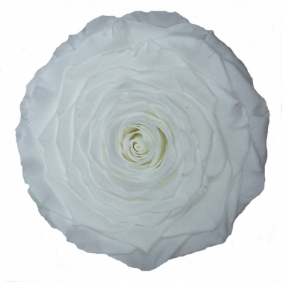 Stabilizovaná sněhově bílá růže v krabičce XXL