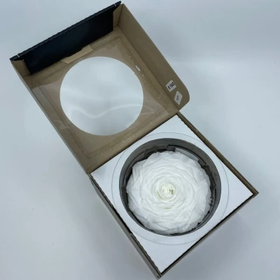 Stabilizovaná sněhově bílá růže v krabičce XXL