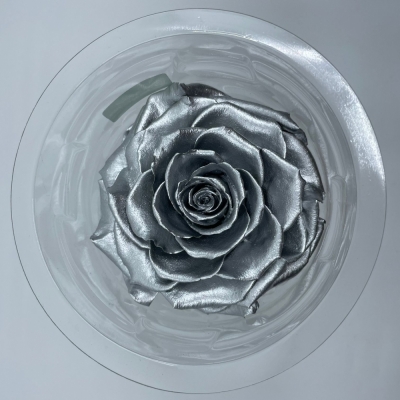 Stabilizovaná stříbrná  růže v krabičce