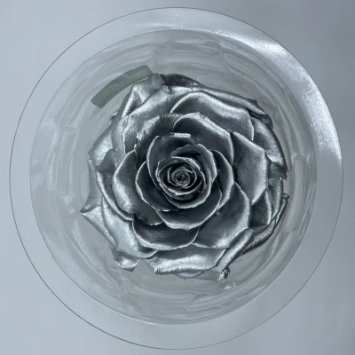 Stabilizovaná stříbrná  růže v krabičce