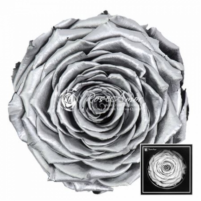 Stabilizovaná stříbrná růže v krabičce XXL