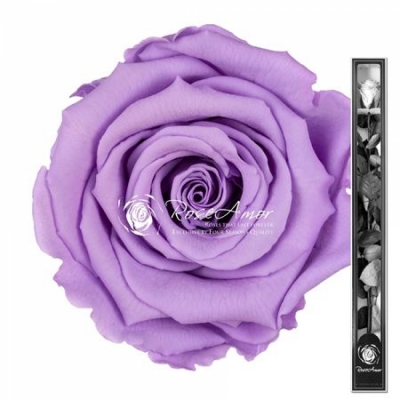 Stabilizovaná světle fialová růže na stonku 70cm