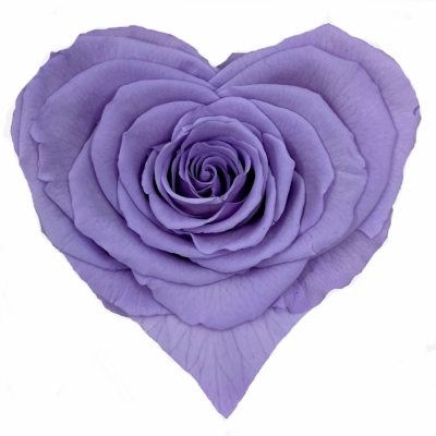 Stabilizovaná světle fialová růže tvaru srdce 4ks