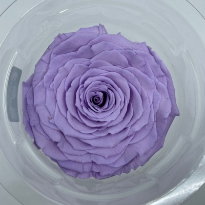 Stabilizovaná světle fialová růže v krabičce XXL